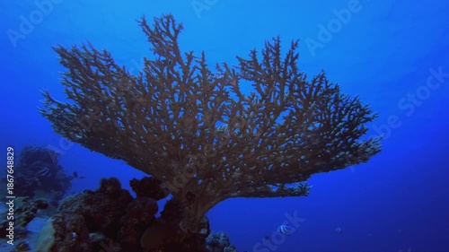 Wallpaper Mural Coral Reef Marine Life Hard Coral. Coral garden seascape. Blue water background. Blue turquoise sea water waves. Colourful tropical coral reefs. Torontodigital.ca