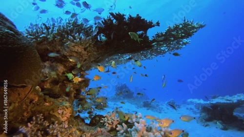 Wallpaper Mural Coral Reef Fish Underwater Life. Underwater colourful sea fish. Tropical reef marine. Corals tropical life. Coral garden seascape. Blue water background. Torontodigital.ca