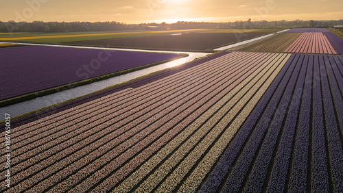 Valokuva Aerial Sunset Over Vibrant Tulip and Hyacinth Fields in Keukenhof
