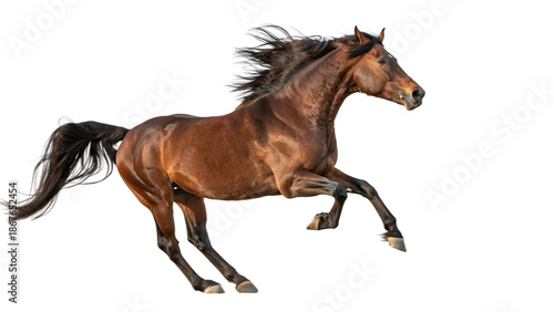 Wallpaper Mural Handsome brown stallion galloping and jumping isolated cut out on PNG. AI GENERATED. Torontodigital.ca
