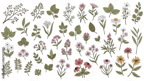 A diverse collection of botanical illustrations featuring various flowers and foliage in a natural setting from a straightforward viewpoint.