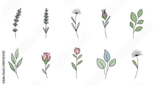 A collection of hand-drawn botanical illustrations featuring various flowers and leaves in a minimalist style