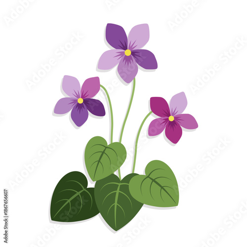 Purple violet flowers with green heart-shaped leaves on white background. Spr...