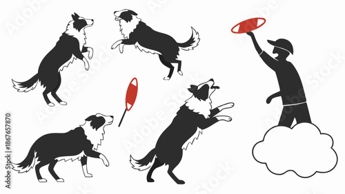 Energetic Border Collie Dogs Jumping High Catching Red Flying Disc Frisbee Outdoors for Pet Training Fun