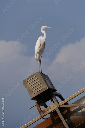 Great Egret Perched on Industrial Metal Equipment Against Blue Sky