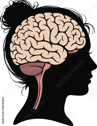 Human brain anatomy vector illustration showing female head silhouette with detailed cerebral structure in flat medical style for neuroscience education healthcare infographics