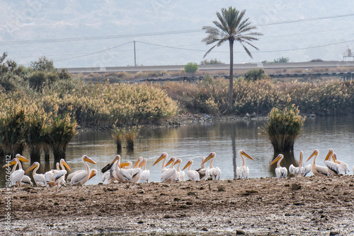 Line of Great White Pelicans Resting on a Muddy Shore Near a Lone Palm Tree