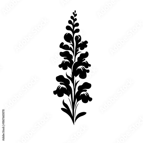 black and white Snapdragon flowers