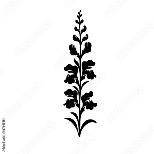 black and white Snapdragon flowers