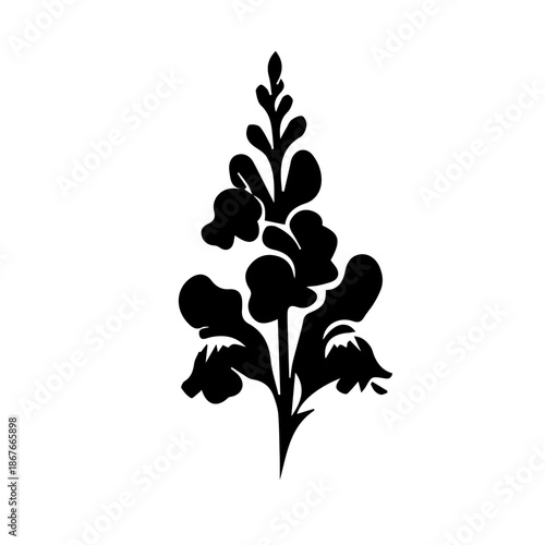 black and white Snapdragon flowers