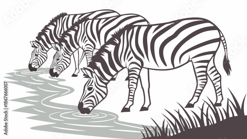 Three Zebras Drinking Water at River Edge Wildlife Scene for Nature Education and Safari Travel Promotion