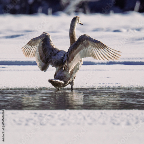 swan with spread wings in winter