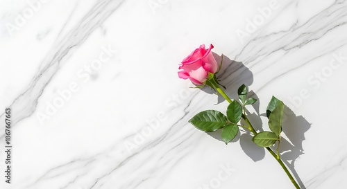 Long stemmed pink rose on white marble surface with soft natural light