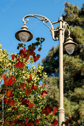Low Angle View of an Orange Street Light Surrounded by Reddish Scots Pine Needles and a Clear Blue Sky