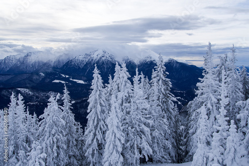snow covered trees, Postavaru Mountains, Romania 