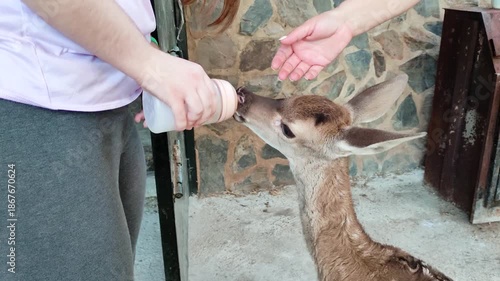 The caregivers at the animal shelter feed a little orphaned deer