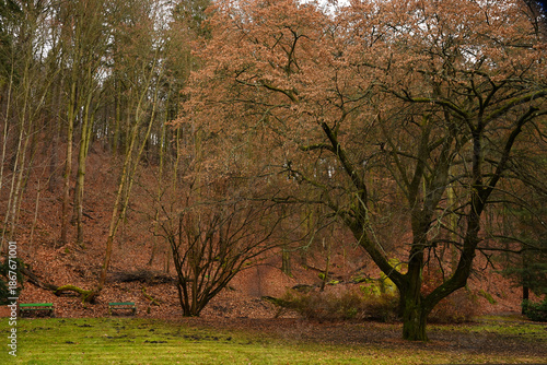 Tranquil autumn scene in a public park featuring tall leafless trees, brown fallen leaves covering the ground, and green wooden benches. Peaceful nature background in late fall.