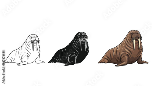 Set of three walrus illustrations outline drawing, black silhouette, and colored realistic drawing