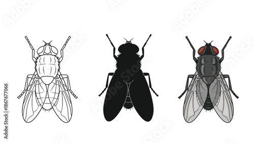 Set of three illustrations of a common house fly musca domestica in different styles line art, silhouette, and detailed color drawing