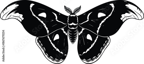 Line art symmetrical moth vector close up top view detailed antennae patterned wings ink style natural history illustration for tattoo design and scientific labeling monochrome ornamental