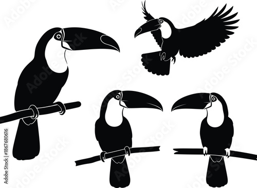 A striking black and white illustration depicts several toucans in various poses some perched and one in flight showcasing their distinctive beaks