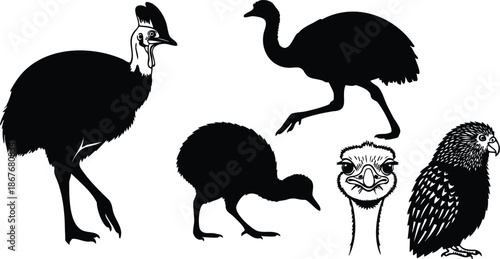 Vector silhouette and line art cassowary emu ostrich kiwi and kakapo group side views with close up head detail black and white isolated simple flat design