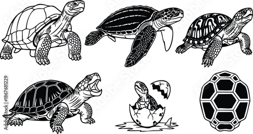 Line art collection of turtle and tortoise poses hatchling shell top view swimming walking head raised side profile close up vector illustrations inked contour isolated icons