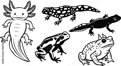 Tattoo flash line art close up collection of amphibian silhouettes axolotl salamander frog and toad arranged isolated on white high contrast flat vector graphic sheet design