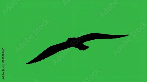 Silhouette of a bird in flight against a vibrant green background, capturing a moment of avian freedom and grace in the sky