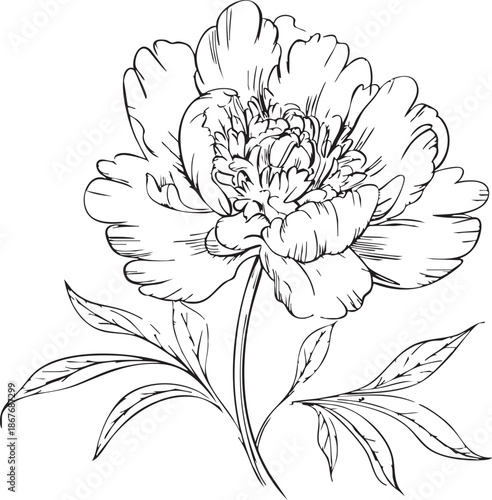 Detailed black and white line of a flower with petals and leaves