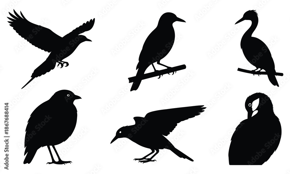 Fototapeta premium Modern Black Bird Silhouette Vector Set Graphic Resource