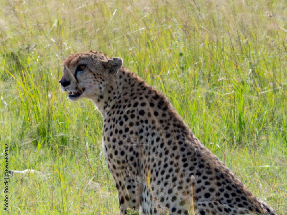 Obraz premium Africa, savanna of kenya, Masai Mara national park. Wildlife, wild animals, travel to africa