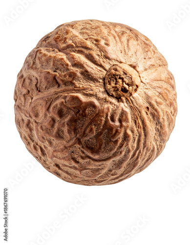 Whole nutmeg spice seed with rough brown texture
