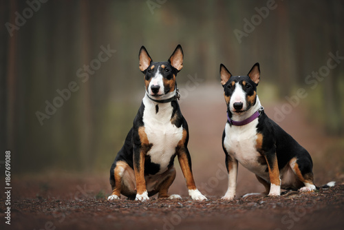 two bull terrier dogs posing together in a forest