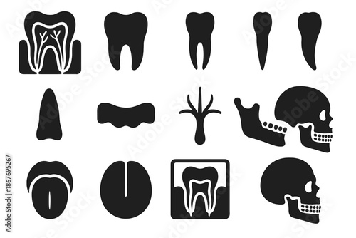 Dental Anatomy Icons. Solid style icons of Dental Anatomy: Tooth Cross-Section, Molar, Incisor, Canine, Root, Gum, Nerve, Jawbone,