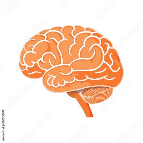 Anatomical Illustration of Brain Organ with Detailed Ridges and Structure