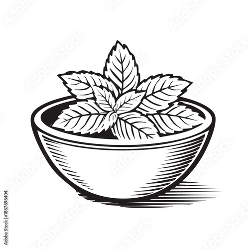 Mint leaves in bowl stylized vintage vector illustration aromatic herb plant for cooking tea beverage ingredient