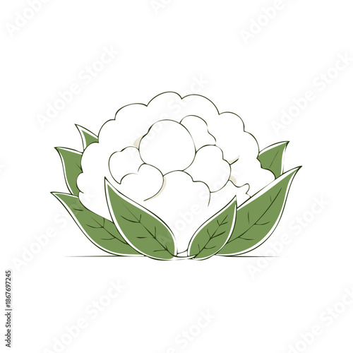 Stylized Cauliflower Vegetable Illustration with Green Leaves on White