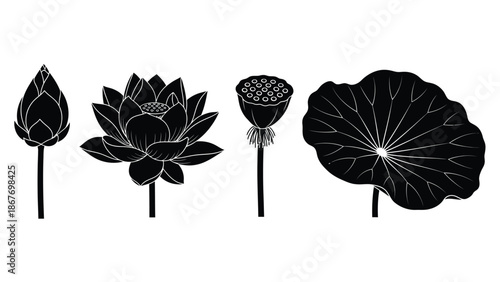 Black and white illustration of lotus flower stages from bud to seed pod