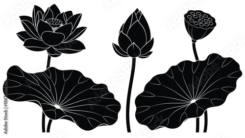 Elegant black and white illustration featuring lotus flowers and lily pads