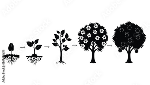 The lifecycle of a tree from seed to mature fruit bearing plant