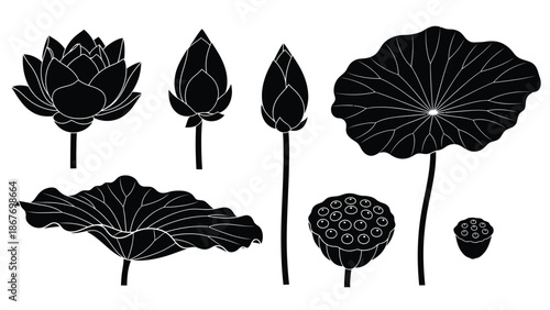 Black and white illustration of lotus flowers in various stages of bloom