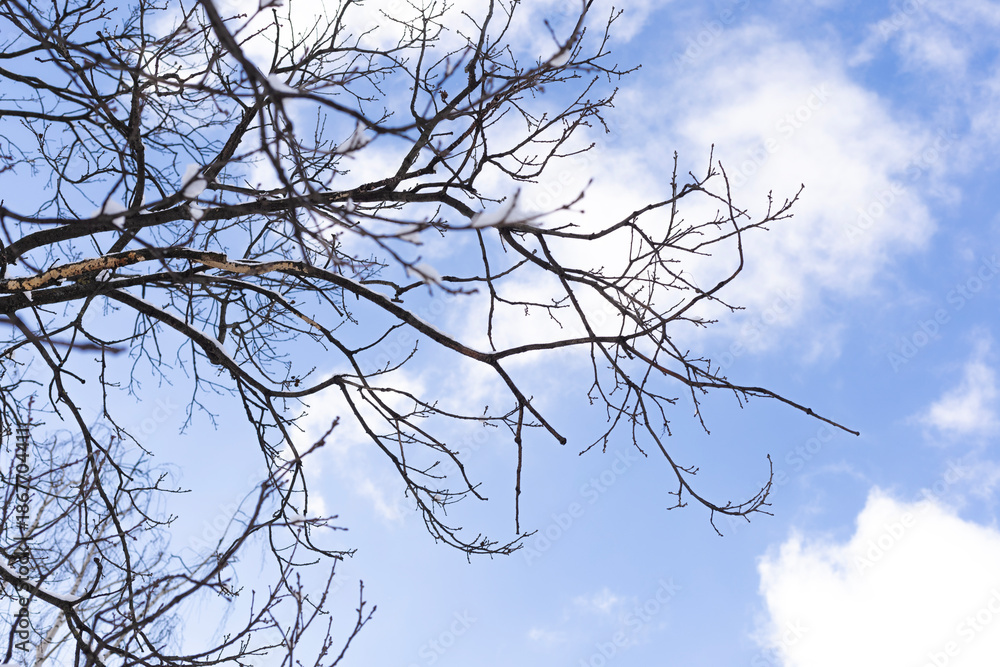 Obraz premium Snow covered tree branches against a blue sky with soft white clouds