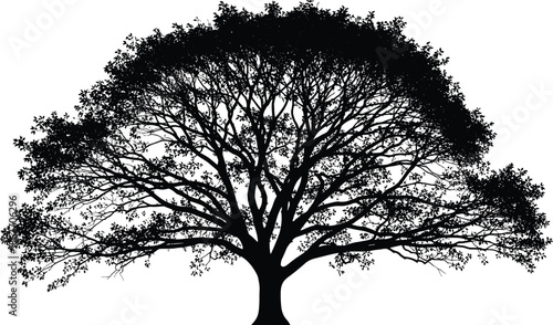 Black silhouette of a large spreading oak tree with branches and leaves, nature botanical element, cad drawing flat vector illustration, isolated.