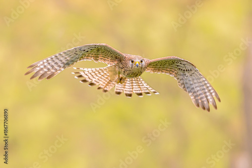 Foto Common Kestrel flying female