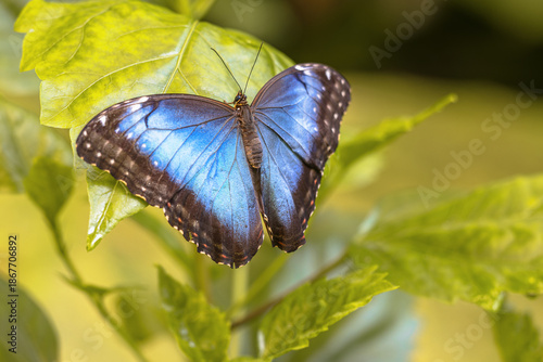 Common Morpho Butterfly