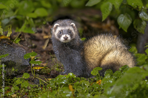 Canvastavla European Polecat in lush forest at night