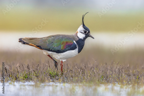 Northern Lapwing Display Behaviour © creativenature.nl