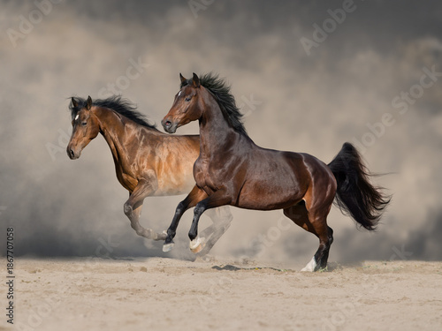 TwoTwo Bay horse free run in sand