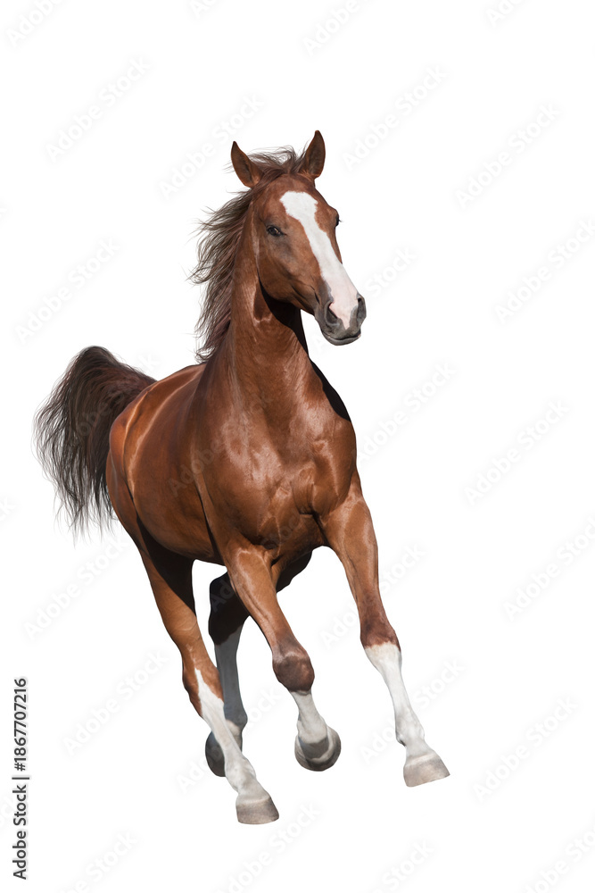 Fototapeta premium Horse run on white backgound